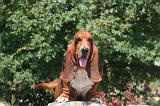 BASSET HOUND 144